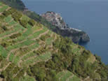Vacanze Cinque terre :: Affittacamere Cinque Terre :: Camere Cinque Terre :: Cinque Terre - i vigneti di Manarola