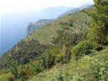 Vacanze 5 Terre :: Hotel 5 Terre :: Bed and Breakfast Cinque Terre :: Cinque Terre -i terrazzamenti di Corniglia